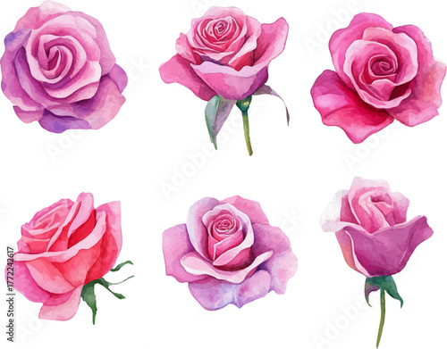 set of pink roses