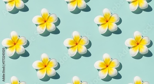 Pattern of Yellow White Frangipani Flowers on Light Blue Background