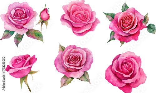 Roses Watercolor illustration. Hand drawn underwater element design