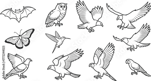 Bat owl eagle butterfly hummingbird parrot bird wildlife animal nature fly
