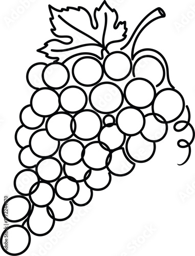 Grapes fruit vine food healthy sweet purple green wine vineyard agriculture harvest