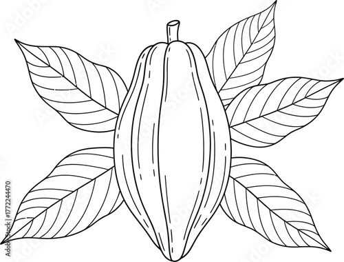 Cacao pod cocoa chocolate plant bean food tropical agriculture harvest farm