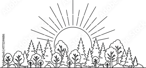 Forest trees sun sunrise nature landscape woods outdoors environment scenery light