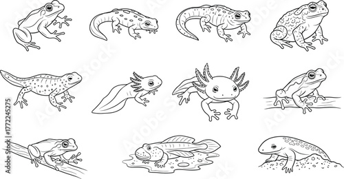 Frog toad salamander axolotl amphibian wildlife nature animal vector outline