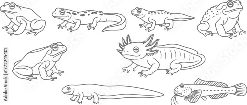 Frog toad salamander axolotl newt amphibian animal wildlife nature outline vector