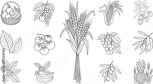 Fruits vegetables wheat corn pineapple grapes tomatoes olives bananas coffee