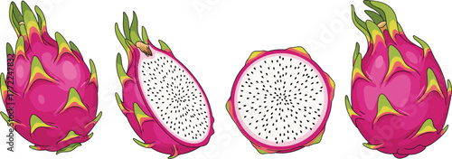 Fresh dragon fruit whole and sliced with white flesh and black seeds, tropical exotic fruit illustration, healthy food and nutrition concept vector