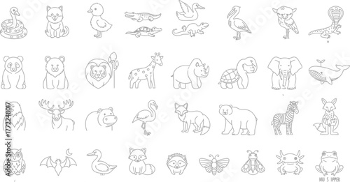 Animals wildlife nature zoo safari mammal bird reptile amphibian insect