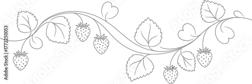 Strawberry vine berries leaves line art drawing botanical illustration food