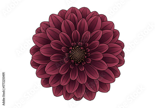 Burgundy Dahlia Flower PNG Clip Art - Transparent Dark Red Vector Illustration