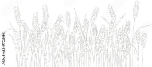 Wheat field grain harvest agriculture farming crop nature food bread cereal gold