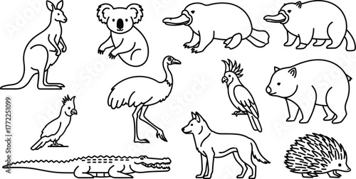 Australian animals kangaroo koala platypus wombat emu dingo cockatoo crocodile echidna