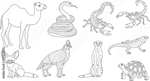 Desert animals camel snake scorpion fennec fox falcon meerkat lizard turtle