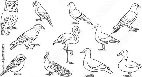 Bird species owl parrot pigeon eagle flamingo seagull sparrow peacock duck