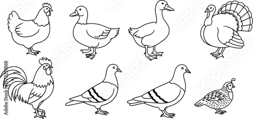 Chicken duck goose turkey rooster pigeon quail bird poultry farm animal