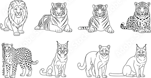 Lion tiger cheetah leopard lynx cougar feline mammal wildlife zoo animal