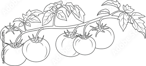 Tomatoes vine vegetables garden food fresh healthy plant nature organic ripe