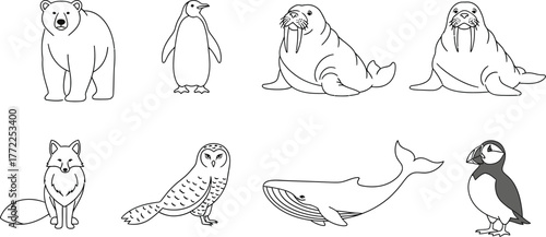 Arctic animals polar bear penguin walrus fox owl whale puffin wildlife cold