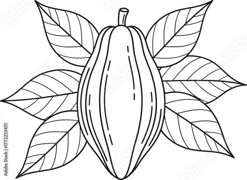 Cacao cocoa bean chocolate plant food tropical agriculture harvest botany raw