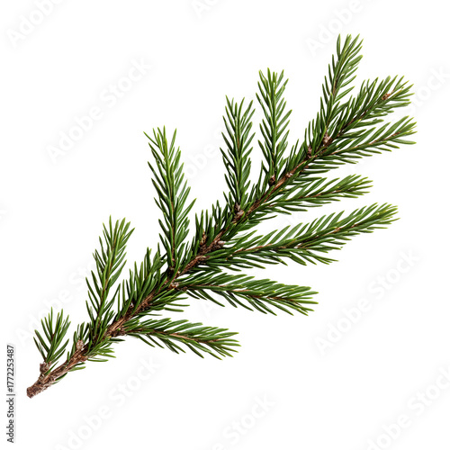 A single green pine branch with detailed needles isolated on transparent background