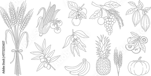 Wheat corn tomatoes apple grapes cocoa olives peppers bananas pineapple pumpkin