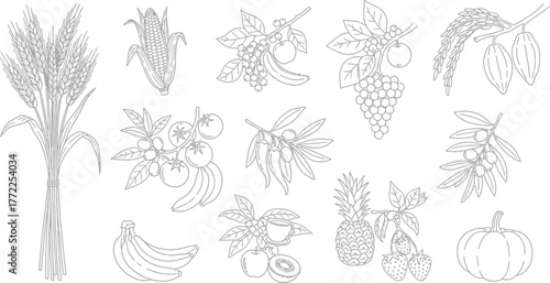 Wheat corn fruits vegetables food agriculture harvest healthy organic diet farm