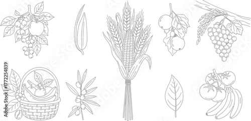 Fruits vegetables harvest corn wheat grapes apples bananas tomatoes olives leaf