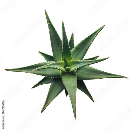 Aloe vera plant, stunning botanical shape, vibrant green, natural medicinal remedy