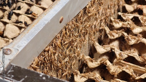 white crickets in the market