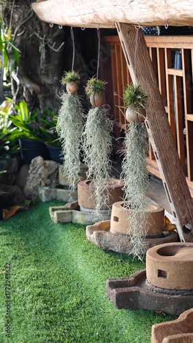 Spanish moss or Tillandsia usneoides 