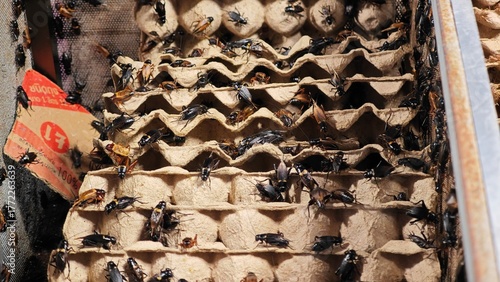 black crickets in the market