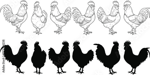 Rooster illustration set, detailed and silhouette poultry vector, farm animal graphic, black and white chicken design, isolated livestock pose collection