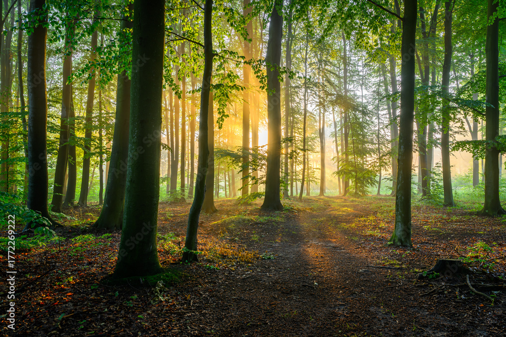 Fototapeta premium Sunny morning in green beech forest