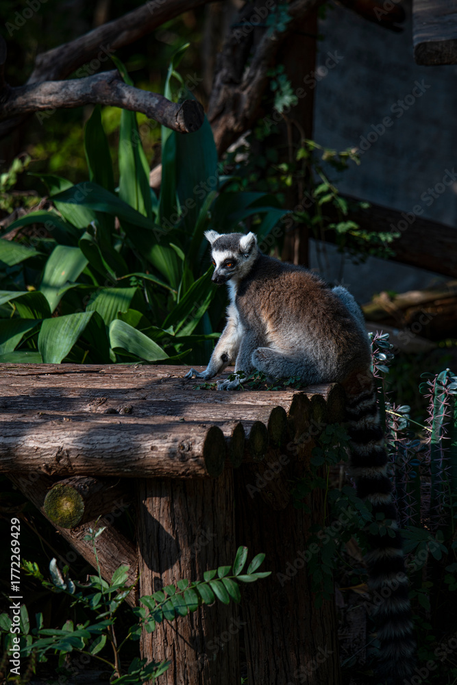 Obraz premium Ring-tailed lemurs sat on a wooden platform