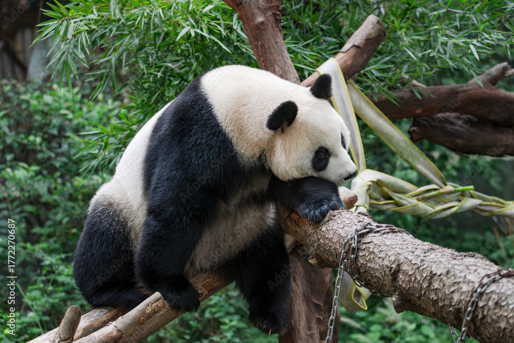 Fototapeta premium The adorable giant pandas in their daily lives