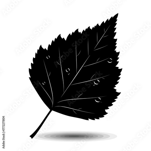 Serrated leaf silhouette with water droplets and white vein details on white background.