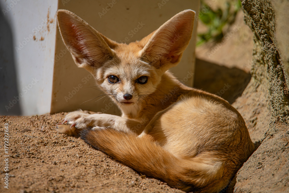 Fototapeta premium Cute moments of the big-eared fox lying down