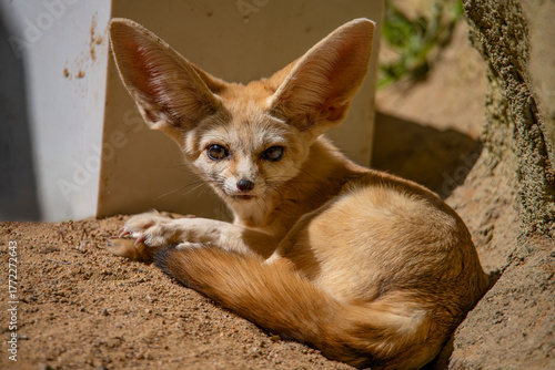 Cute moments of the big-eared fox lying down