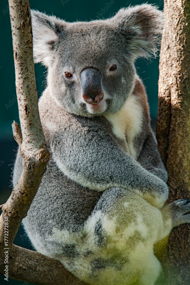 Obraz premium The adorable koalas in the tree