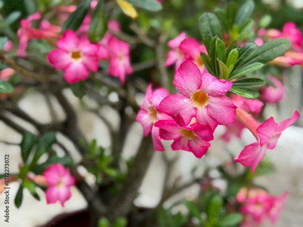Fototapeta premium Beautiful blooming pink Adenium obesum tropical flowers with water rain drops close up, floral wallpaper background with pink Desert rose