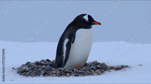 Gentoo Penguin colony nesting on pebble mounds in the snowy Antarctic landscape