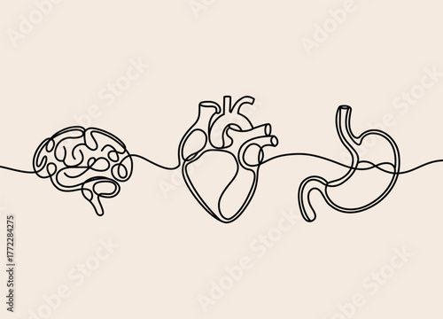 Continuous line drawing of human organs brain heart and stomach concept for health care and medical designs and infographics