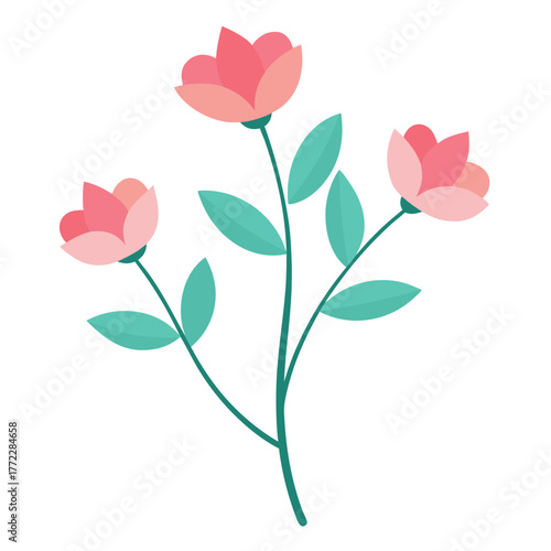  hebe delicate  on white background