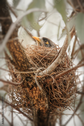 A noisy minor bird lying in the nest observing the surroundings.