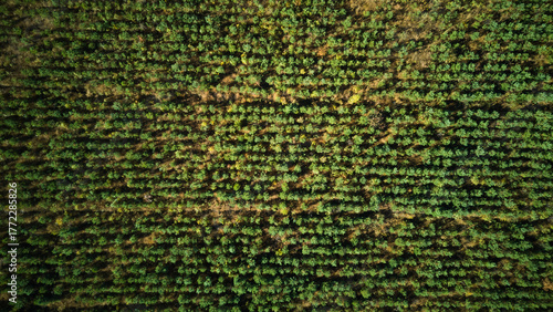 Drone assesses farmland productivity visually, Satellite imagery guides harvest planning