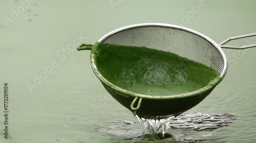 Close-up footage of spirulina algae harvesting using a metal strainer from a cultivation pond. Green spirulina biomass used in food and health supplement production. Perfect for topics related to agri