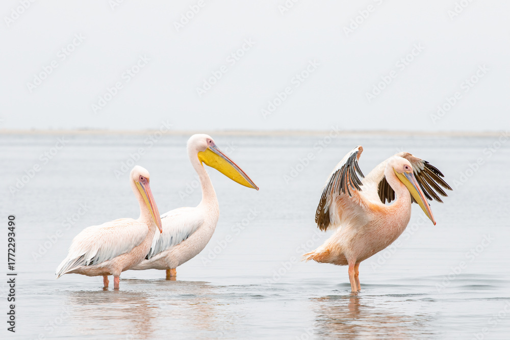 Obraz premium Trio of Great White Pelicans Flapping in Walvis Bay Waters