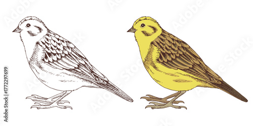 Yellowhammer bird hand drawn vector illustration