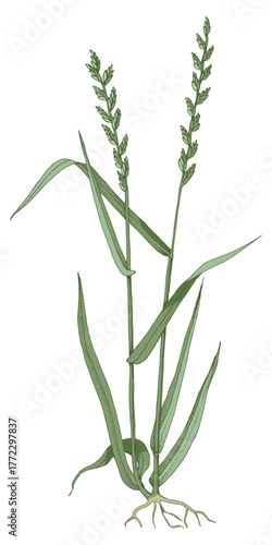 Intermediate wheatgrass botanical illustration vector