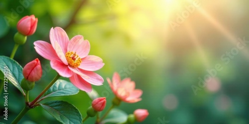 A Delicate Pink Blossom Basking in Sunlight's Embrace, Surrounded by Lush Green Foliage and Unopened Buds, a Symbol of Spring's Gentle Arrival